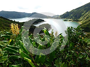 Lagoa do Fogo Lake of Fire, Azores with Hedychium gardnerianum plants