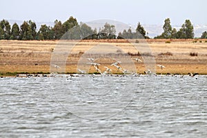 Flying spoonbills, Lagoa dos Patos, Portugal photo