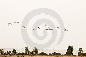 Flight of spoonbills, Lagoa dos Patos, Portugal photo