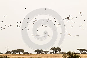 Flight of spoonbills and ducks, Lagoa dos Patos, Portugal photo