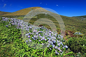 The shores of Lagoa Funda das Lajes, Flores Island photo