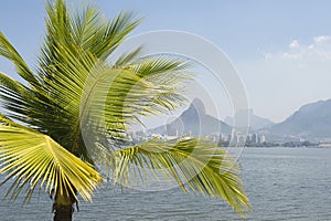 Lagoa Rio de Janeiro Brazil Scenic Skyline Palm Tree photo