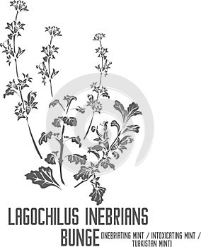 Lagochilus inebrians Bunge plant silhouette vector illustration