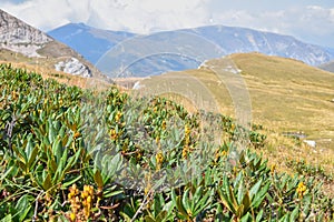 Blooming rhododendron at the Lagonaki plateau