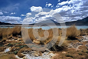 Lagoon on Altiplano in Bolivia, Bolivia