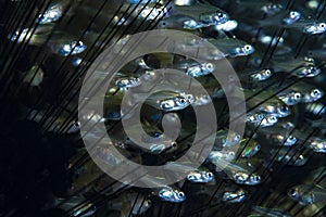 Lagoon Cardinalfish Zoramia perlita