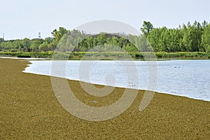 Lagoon of the Costanera Sur Ecological Reserve, in Buenos Aires, Argentina photo