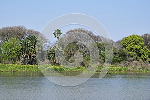 Lagoon of the Costanera Sur Ecological Reserve, in Buenos Aires, Argentina photo