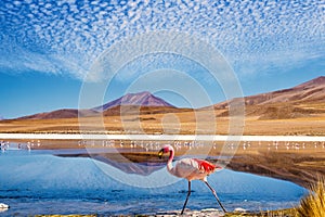 Lagoon flamingo bolivia