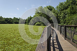 Lagoon fully covered with aquatic plants, a sunny summer afternoon photo