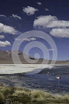 Lagoon or lake in Andes Bolivia flamingo landscape