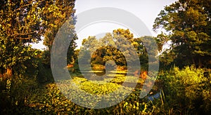 Lagoon and Nature Preserve. Humboldt Park, Chicago. Landscape Panorama.