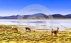 Lagoon pastos grandes in the Altiplano of Bolivia