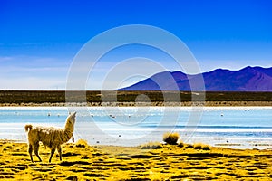 Lagoon pastos grandes in the Altiplano of Bolivia