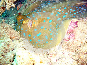 Lagoon ray