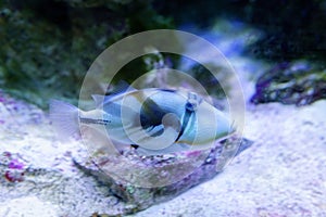 Lagoon triggerfish also known as the Blackbar triggerfish, Picasso triggerfish in an aquarium. selective focus photo