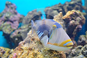 Lagoon triggerfish Coral