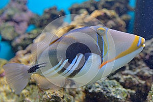 Lagoon triggerfish Coral reef