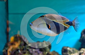 Lagoon triggerfish Coral reef