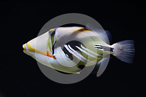 Lagoon triggerfish over black