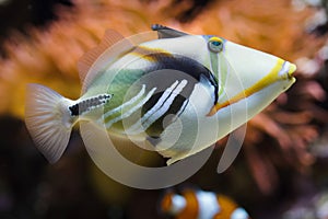 Lagoon triggerfish Rhinecanthus aculeatus