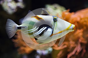 Lagoon triggerfish Rhinecanthus aculeatus photo