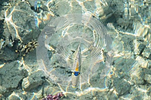 Lagoon triggerfish (Rhinecanthus assasi) makes concentric waves. photo