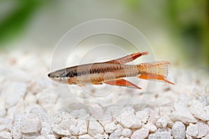 Lagos Red Killifish aquarium fish Killi Aphyosemion bitaeniatum photo