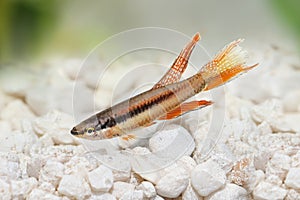 Lagos Red Killifish aquarium fish Killi Aphyosemion bitaeniatum photo