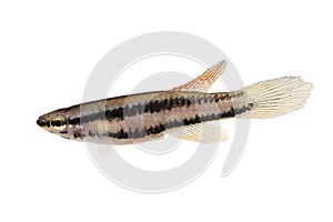 Lagos Red Killifish Male aquarium fish Killi Aphyosemion bitaeniatum photo