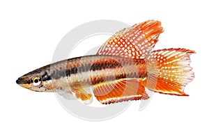 Lagos Red Killifish Male aquarium fish Killi Aphyosemion bitaeniatum photo