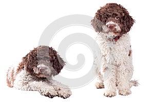 Lagotto romagnolo