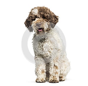 Lagotto Romagnolo, 7 months