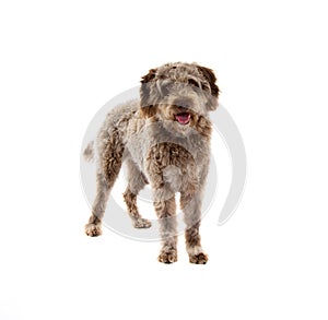 Lagotto romagnolo dog