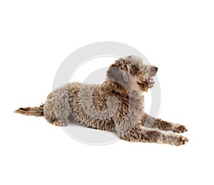 Lagotto romagnolo dog