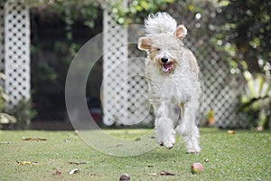 Lagotto romagnolo dog