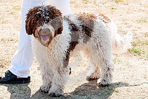 Lagotto romagnolo photo