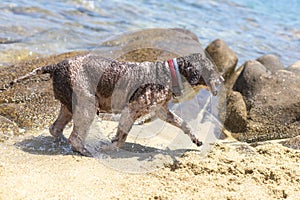 lagotto romagnolo dog fetching an a seaside beach photo
