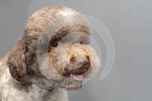 Lagotto romagnolo dog on gray background