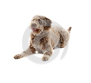 Lagotto romagnolo dog photo