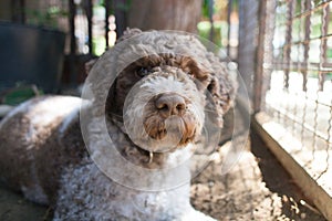 Lagotto romagnolo photo