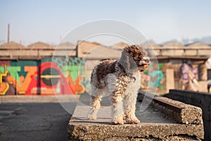 Lagotto romagnolo dog posing in urban environment