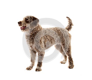 Lagotto romagnolo dog photo