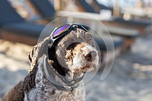 Lagotto romagnolo dog with sunglasses on the beach photo