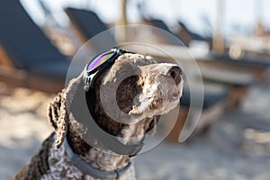 Lagotto romagnolo dog with sunglasses on the beach photo