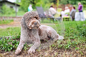 Lagotto romagnolo, loving family dog