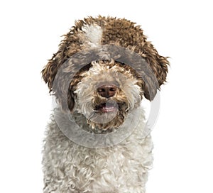 Lagotto Romagnolo, 7 months, in front of white background photo