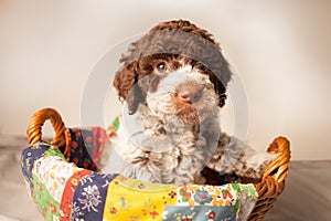 Lagotto romagnolo puppy in the basket photo