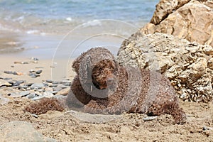 Lagotto romagnolo sitting on kserokampos beach creta island summer covid-19 season high quality prints