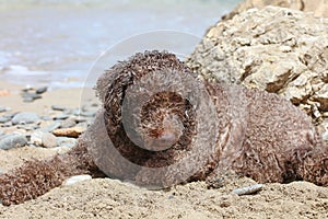 Lagotto romagnolo sitting on kserokampos beach creta island summer covid-19 season high quality prints